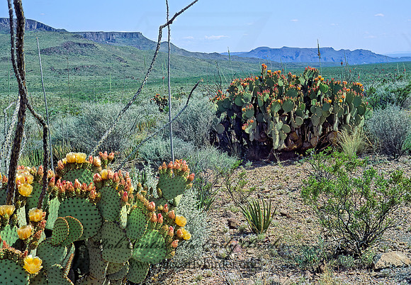 CHIHUAHUAN DESERT 71526z
