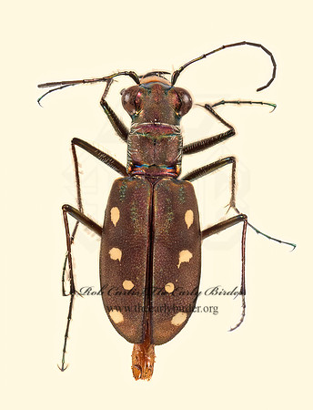 Cicindela ocellata ocellata 9015920z