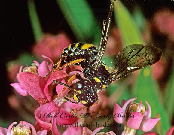 Cerceris  WEEVIL WASP 292618z