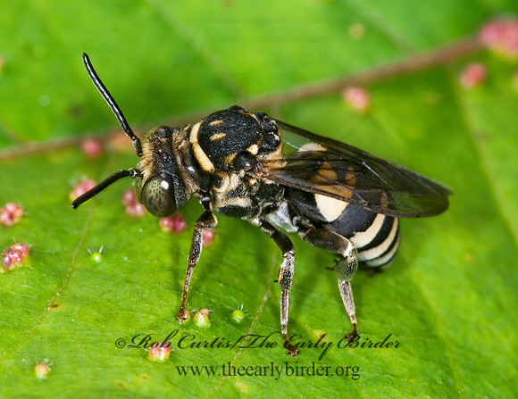 Triepeolus lunatus  CUCKOO BEE 6009112z