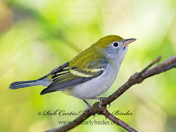 Setophaga pennsylvanica  CHESTNUT-SIDED WARBLER 9005205z