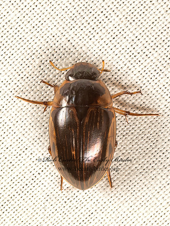 Tropisternus collaris   WATER SCAVENGER BEETLE 9048215z