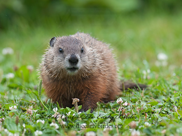 Marmota monax  WOODCHUCK 8034827z