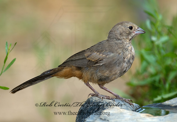 Melozone fusca  CANYON TOWHEE 7008125z