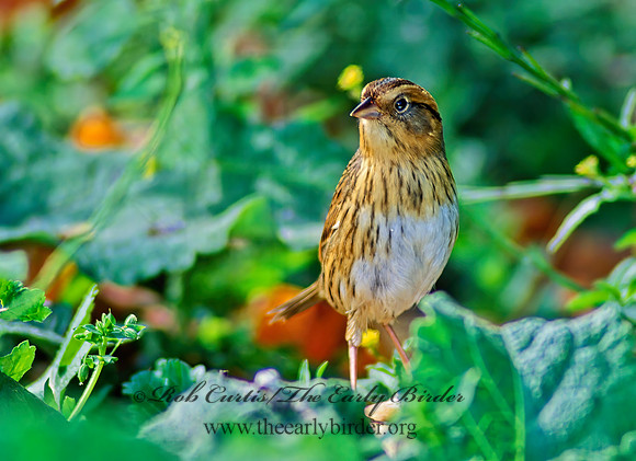Ammospiza nelsoni  NELSON'S SPARROW 60427z