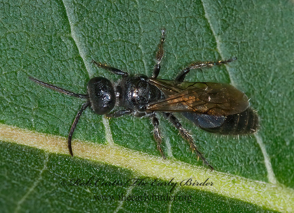 Tiphia 6014526z