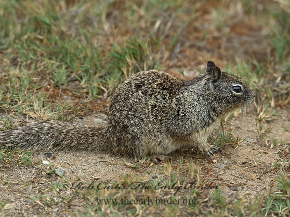 Otospermophilus beecheyi  CALIFORNIA GROUND SQUIRREL 9055581z