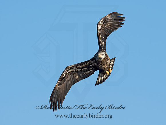 Haliaeetus leucocephalus  BALD EAGLE 9019175z