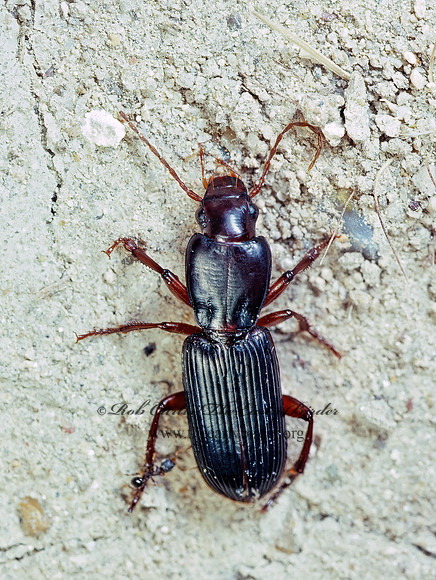 Stenomorphus californicus 90021  z