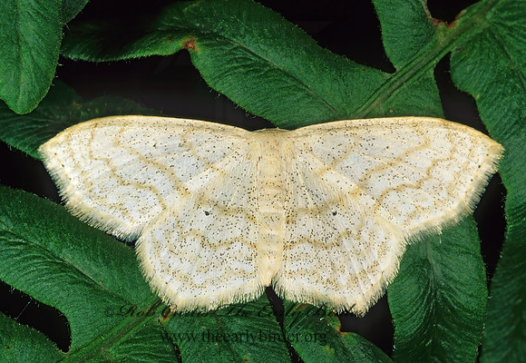 Scopula limboundata LARGE LACE-BORDER 207435z