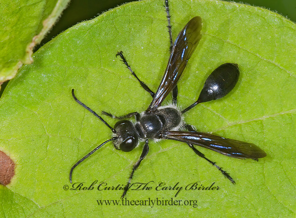 Isodontia apicalis 6012374z