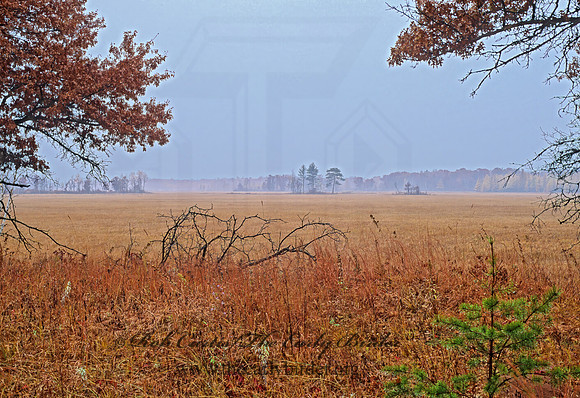 Governor Knowles SF  MARSH     98209z