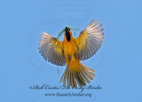 Icterus gularis  ALTAMIRA ORIOLE 7005514z