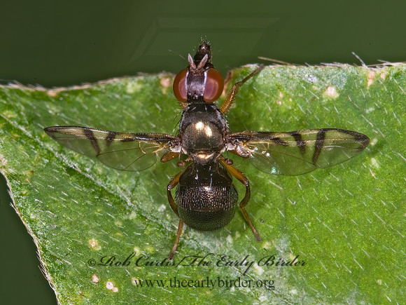 Rivellia SIGNAL FLY 6014293z