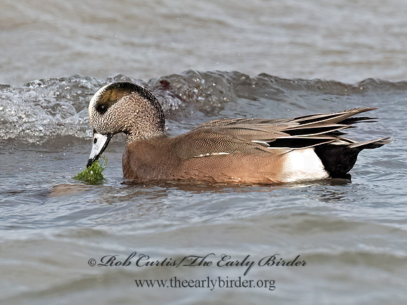 Mareca americana AMERICAN WIGEON 3048279z
