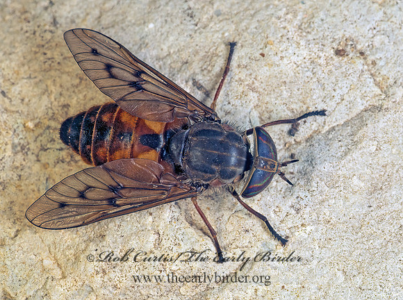 Hybomitra lasiophthalma  HORSE FLY  174806z