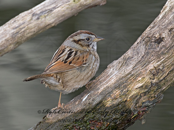 Melospiza georgiana  SWAMP SPARROW 9021654z