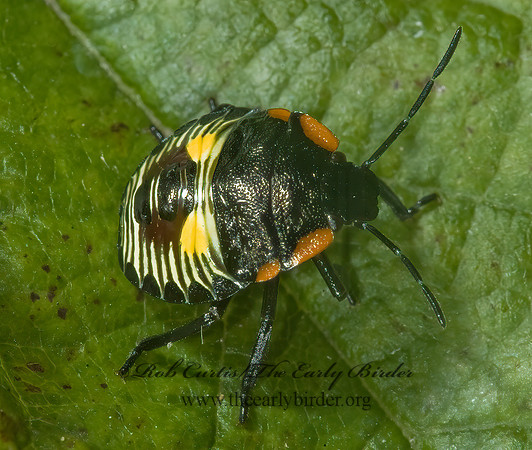 Chinavia hilaris  GREEN STINKBUG 5000934z