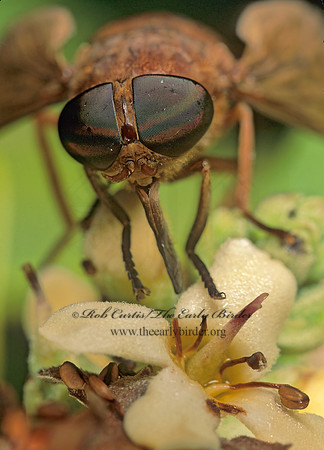 Tabanus acutus HORSE FLY 249005z