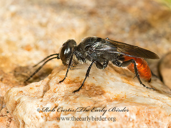 Astata unicolor~  CRABRONID WASP 9052096z