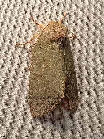 Misogada unicolor  DRAB PROMINENT 9050609z