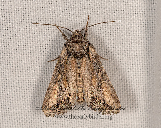 Noctuidae OWLET MOTH  3025070z