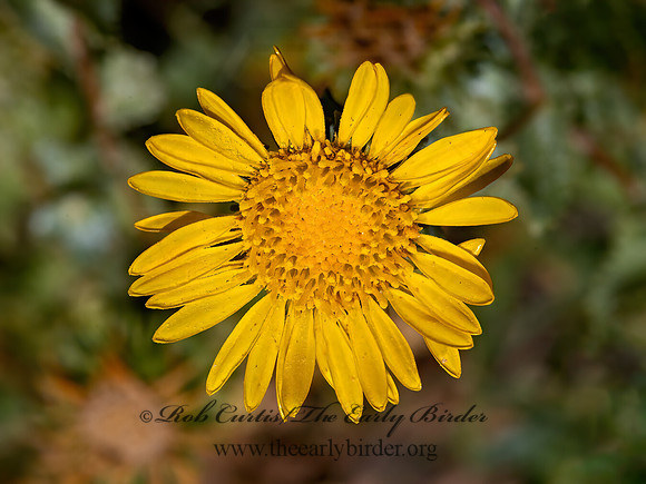 Grindelia squarrosa  ROSINWEED 3025679z