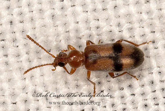 Notoxus postictus  ANTLIKE FLOWER BEETLE 3031975z