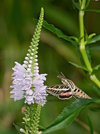 Hyles lineata  WHITE-LINED SPHINX 9014218 z