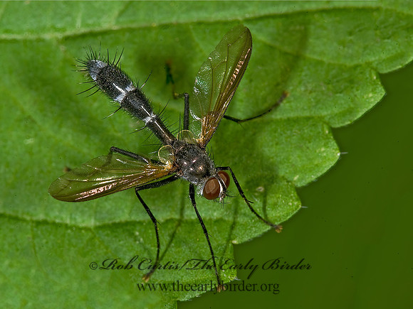 Cordyligaster septentrionalis  SOPHIINI TACHINID FLY 8007802z