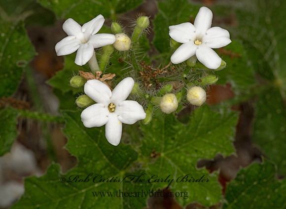 Cnidoscolus texanus  TEXAS BULL NETTLE 3029770-z