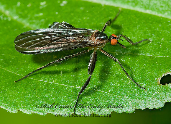 Rhamphomyia longicauda  DANCE FLY 4002930 spz