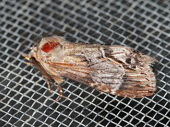 Dasylophia  PROMINENT MOTH 8034192z