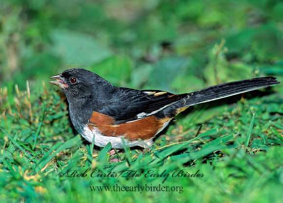 Pipilo erythrophthalmus  EASTERN TOWHEE 81236z