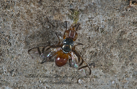 Rivellia cognata  SIGNAL FLY~ 5014814z