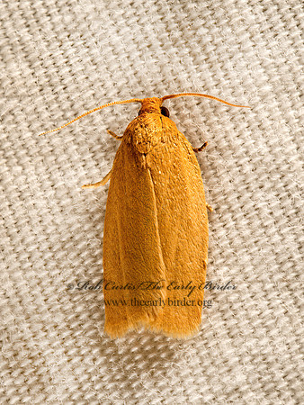 Xenotemna pallorana  ARCHIPINI TORTRICID MOTH 9051076z