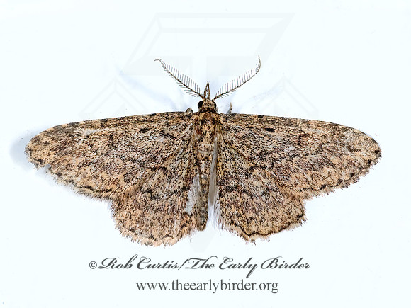 Mycterophora longipalpata  LONG-PALPED MYCTEROPHORA 6027717z