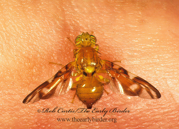 Euleia fratria  FRUIT FLY 1288288z