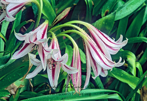 Crinum bulbispermum  MILK & WINE LILY 263212z