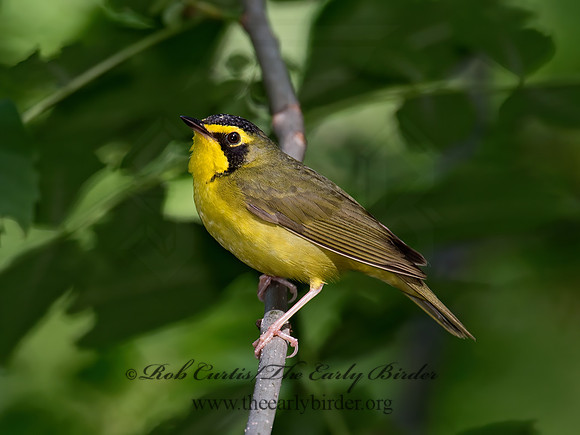 Geothlypis formosa  KENTUCKY WARBLER 9023175 z