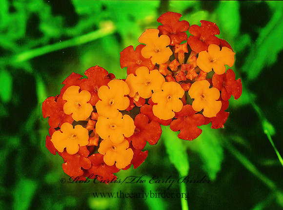 Lantana horrida  TEXAS LANTANA 87113`z