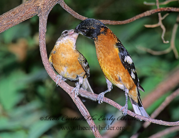 Pheucticus melanocephalus  BLACK HEADED GROSBEAK 93222 z