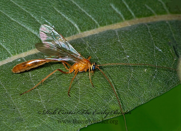 Enicospilus purgatus  OPHIONINAE ICHNEUMON 5014973z
