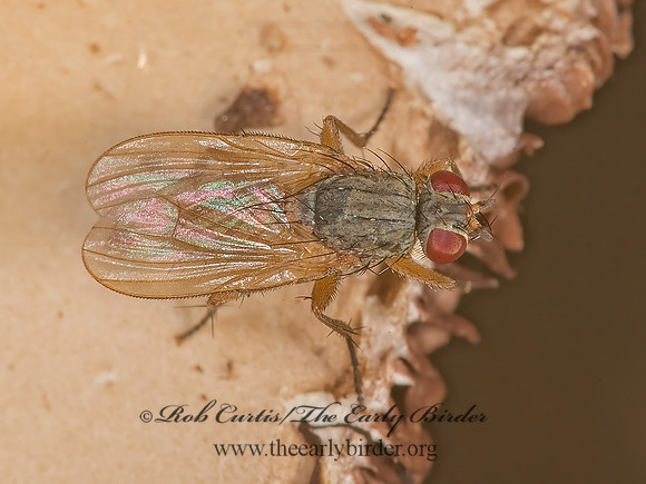Piezura nearctica  FANNIID FLY 8006871z