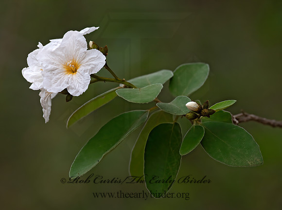 Cordia boissieri  TEXAS WILD OLIVE 6039443z