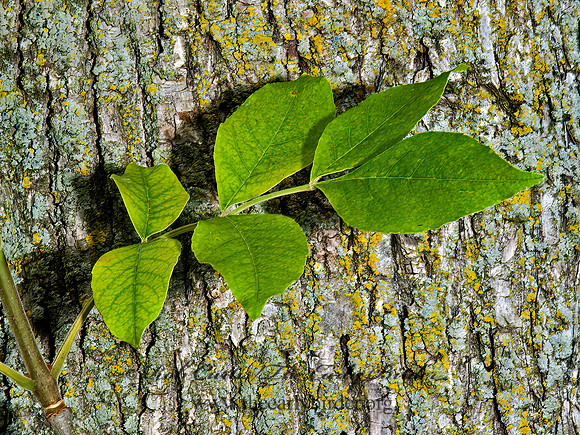 Fraxinus pennsylanicus  RED ASH 5009177z