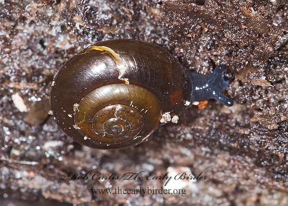 Zonitoides nitidus  ZONITID SNAIL 6016823z