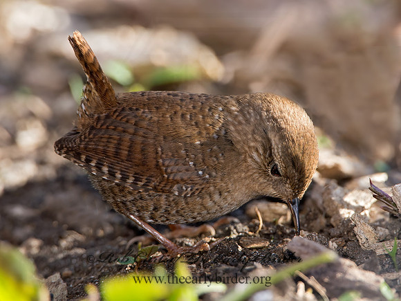 Troglodytes hiemalis  WINTER WREN 9028600z