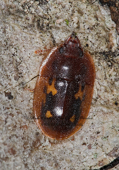 Prometopia sexmaculata 6016801z