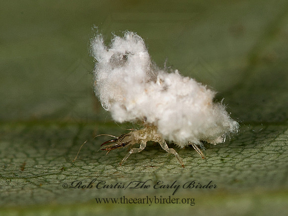 Ceraeochrysa lineaticornis STRIPE-HORNED GREEN LACEWING 9048152